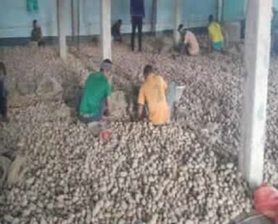 দাম কম, লোকশানের মুখে পঞ্চগড়ের আলুচাষীরা