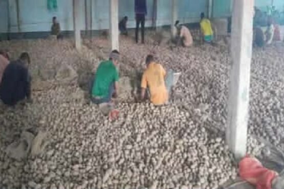 দাম কম, লোকশানের মুখে পঞ্চগড়ের আলুচাষীরা