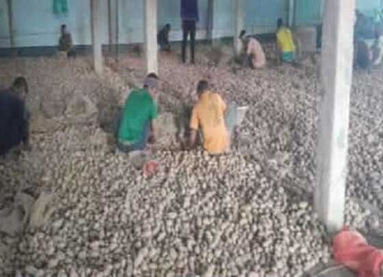 দাম কম, লোকশানের মুখে পঞ্চগড়ের আলুচাষীরা