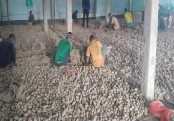 দাম কম, লোকশানের মুখে পঞ্চগড়ের আলুচাষীরা