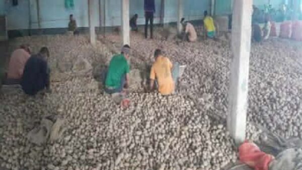 দাম কম, লোকশানের মুখে পঞ্চগড়ের আলুচাষীরা