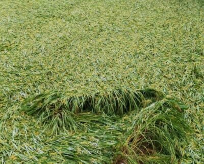 ঠাকুরগাঁও আমন ধানের ব্যাপক ক্ষতি কৃষকের মুখে হতাশার ছাপ