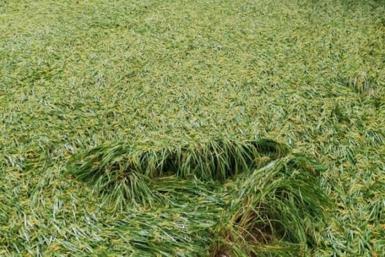 ঠাকুরগাঁও আমন ধানের ব্যাপক ক্ষতি কৃষকের মুখে হতাশার ছাপ