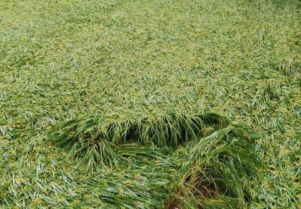 ঠাকুরগাঁও আমন ধানের ব্যাপক ক্ষতি কৃষকের মুখে হতাশার ছাপ