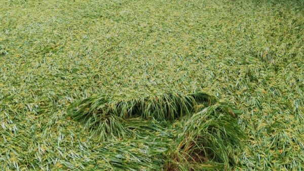 ঠাকুরগাঁও আমন ধানের ব্যাপক ক্ষতি কৃষকের মুখে হতাশার ছাপ