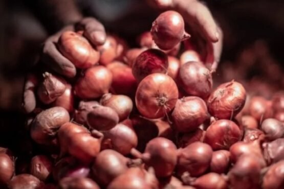 আজ থেকে সীমিত আকারে পেঁয়াজ আমদানির অনুমতি দেবে সরকার
