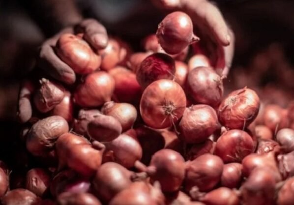 আজ থেকে সীমিত আকারে পেঁয়াজ আমদানির অনুমতি দেবে সরকার