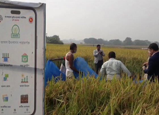 বাঞ্ছারামপুরে খামারী অ্যাপ ব্যবহার করে রোপা আমন ধানের নমুনা শস্য কর্তন