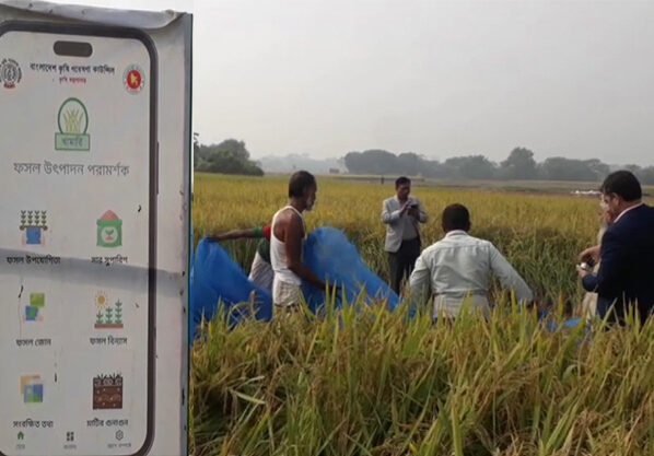 বাঞ্ছারামপুরে খামারী অ্যাপ ব্যবহার করে রোপা আমন ধানের নমুনা শস্য কর্তন