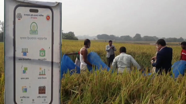 বাঞ্ছারামপুরে খামারী অ্যাপ ব্যবহার করে রোপা আমন ধানের নমুনা শস্য কর্তন