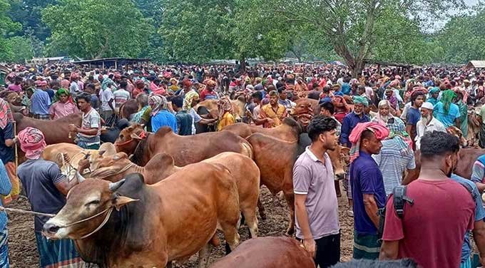 ঈদ সামনে, রাজধানীতে ২৫ স্থানে বসছে কোরবানির পশুর হাট