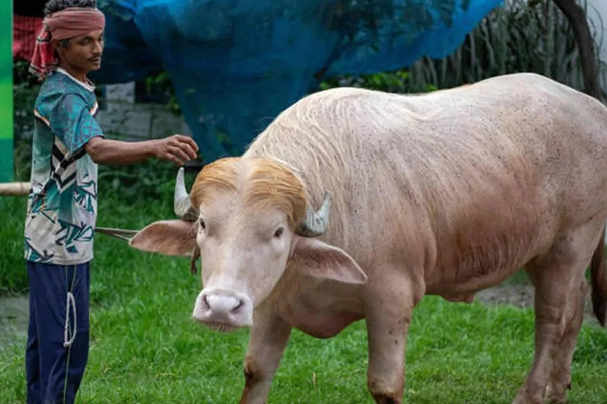 কোরবানির হাটে ভাইরাল ‘ডোনাল্ড ট্রাম্প’, বিশ্বজুড়ে আলোচনায় সাদা মহিষ