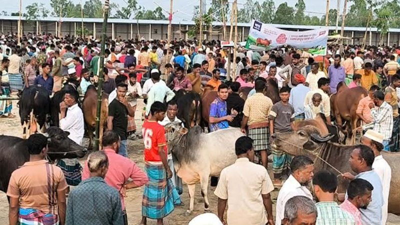 জামালপুরে কুরবানির হাটে মহিষের তাণ্ডব, চিকিৎসাধীন আরও একজনের মৃত্যুসহ নিহত ২