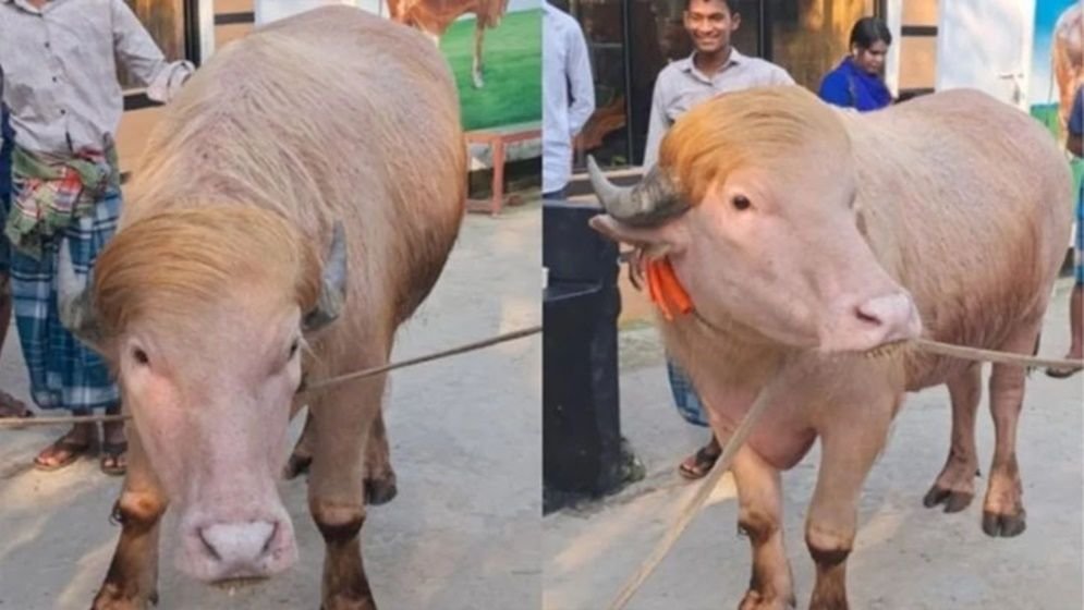 কোরবানি স্থগিত: ঢাকার মিরপুর চিড়িয়াখানায় ঠাঁই হচ্ছে ভাইরাল মহিষ ‘ডোনাল্ড ট্রাম্পের’