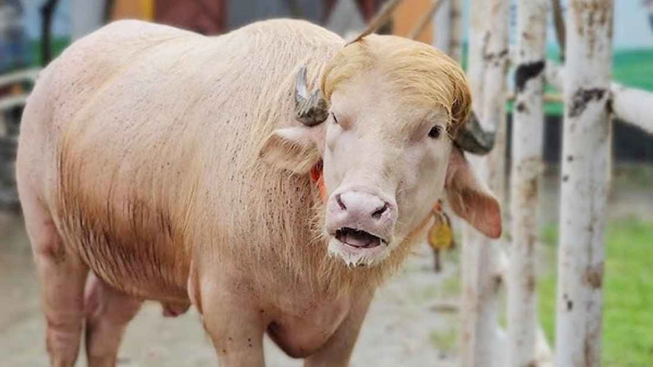ঈদ বাজারে আলোচনায় ‘ট্রাম্প’ নামের বিশাল মহিষ