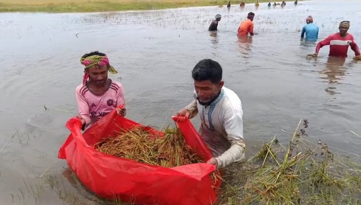 ব্রাহ্মণবাড়িয়ায় হাওরের পানি বৃদ্ধি, ৩শ হেক্টর জমির ধান পানির নিচে-ক্ষতির মুখে কৃষক