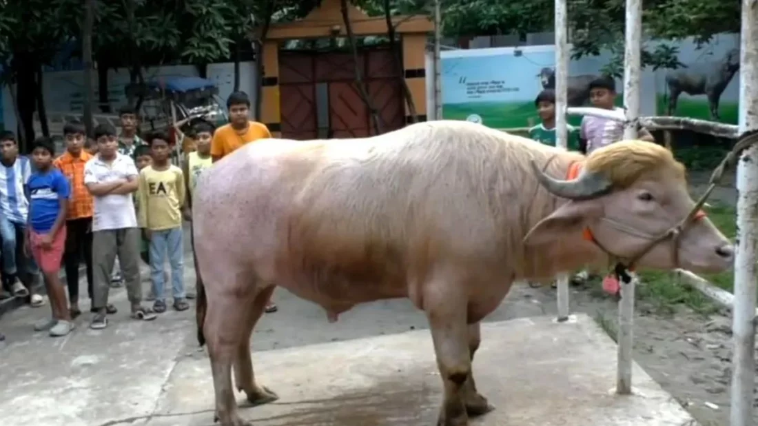 ঢাকায় যাচ্ছে ভাইরাল মহিষ ‘ডোনাল্ড ট্রাম্প’, দাম উঠেছে লাখে