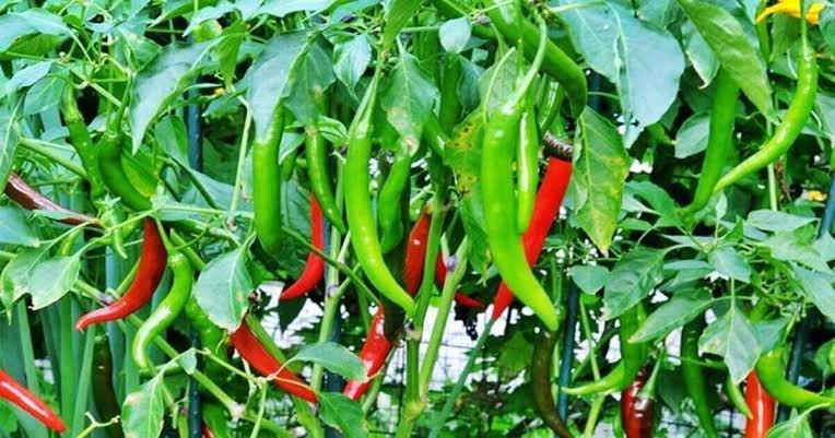 বগুড়ার সবজির বাজারে অতিবৃষ্টির অভিশাপ: কাঁচামরিচের দাম ছুঁলো ৪০০ টাকা