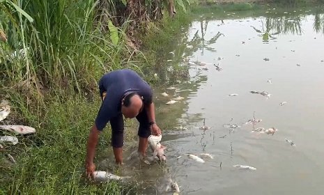 চাঁদা না পেয়ে প্রবাসীর মাছের প্রকল্পে বিষপ্রয়োগ ও ভাঙচুর, বিএনপি নেতা আটক